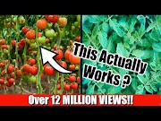 Good Grow Lots of Tomatoes Not Leaves Complete Growing Guide, Newest!
