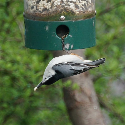 White-breasted nuthatch