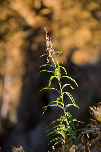 On the Grasshopper Pass Trail near Harts Pass