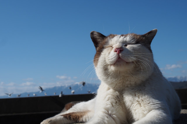 笑う顔の猫in滋賀（沖島近辺）