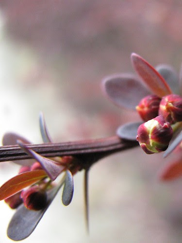 Thorns