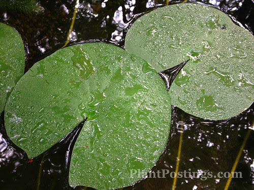 lilypad