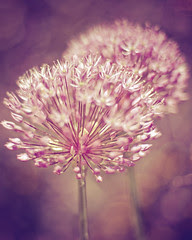 purple puffs