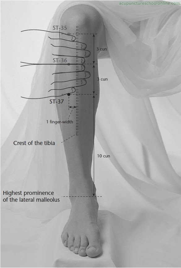 Image result for ST37 acupressure