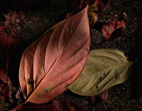 SDIM0158