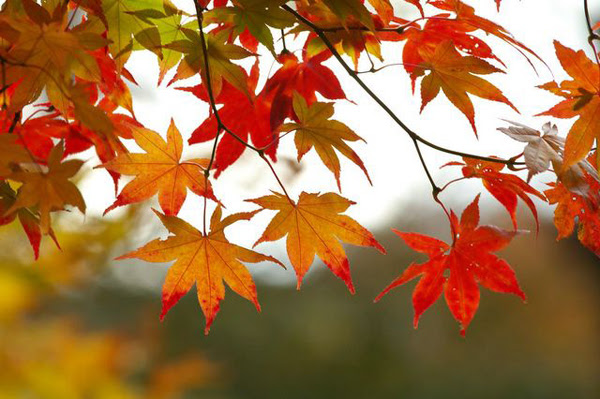 autumn inspiration board