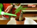 画像 観葉 植物 枯れ てき ��� 743971-観葉植物 種類 わからない 葉