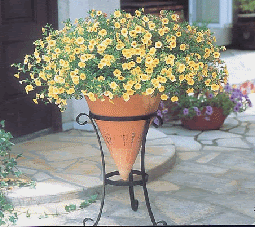 夏のハンギングに向く花苗