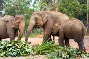 Elefante