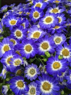 サイネリア 花言葉 純愛 お世話のポイントは日当たり 癌に負けない心と体 癌に効く食べ物や治療法など 花