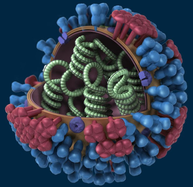 Ilustração representa vírus influenza  (Foto: Centers for Disease Control and Prevention/Divulgação)
