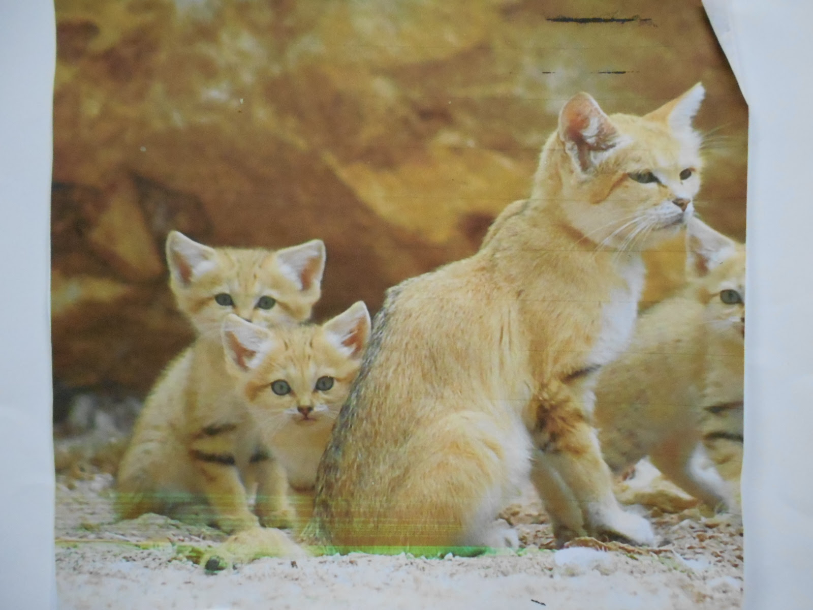 Expose Sur Le Chat Des Sables Blog Cm2 Ecole Saint Guenole Goven