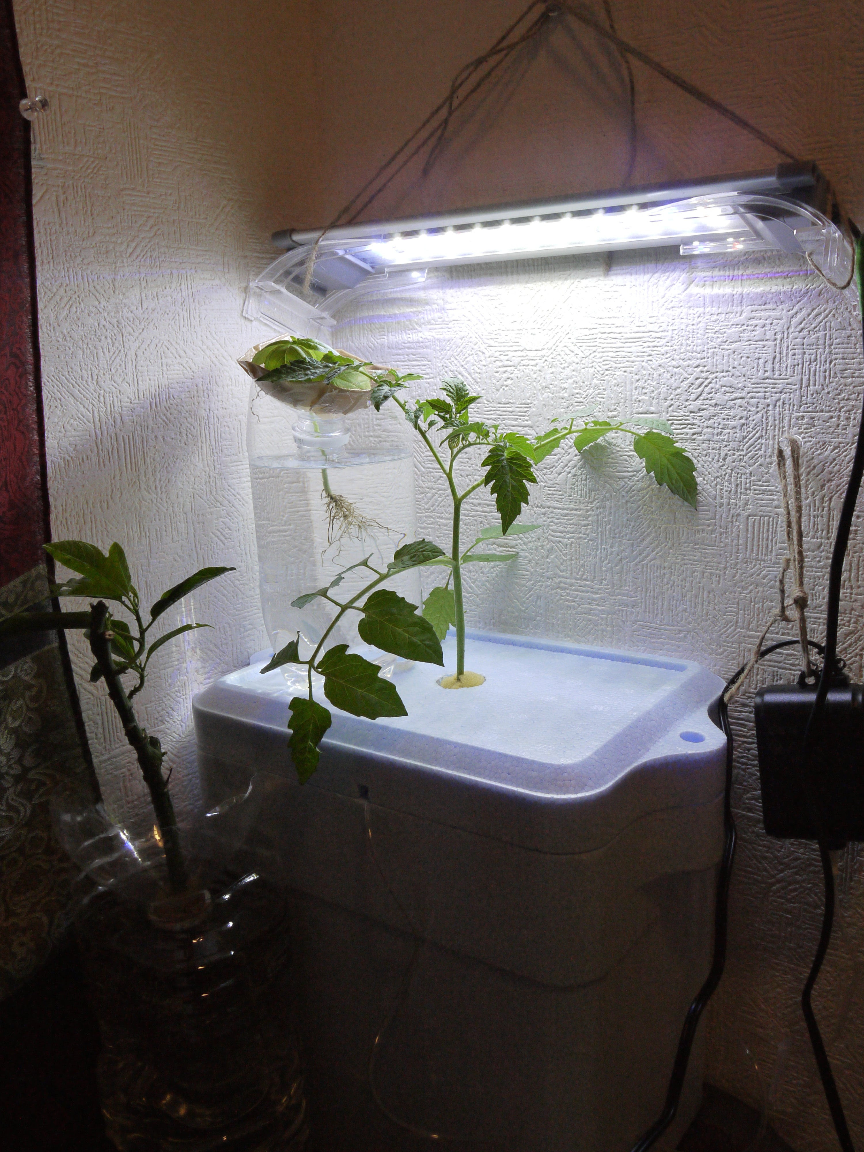 ハイポニカ ミニトマトの水耕栽培at室内1 ことはじめ ぴすけの庭