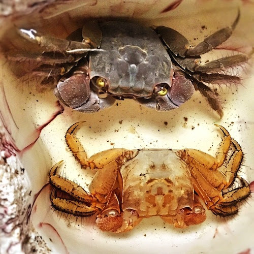 アカテガニの脱皮失敗の原因や対策方法について カニlab
