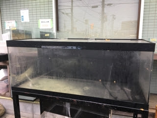 お買得 1500 アクリル水槽 底面ブラック 150cm 水槽 魚用品 水草 Orointegrated Coop