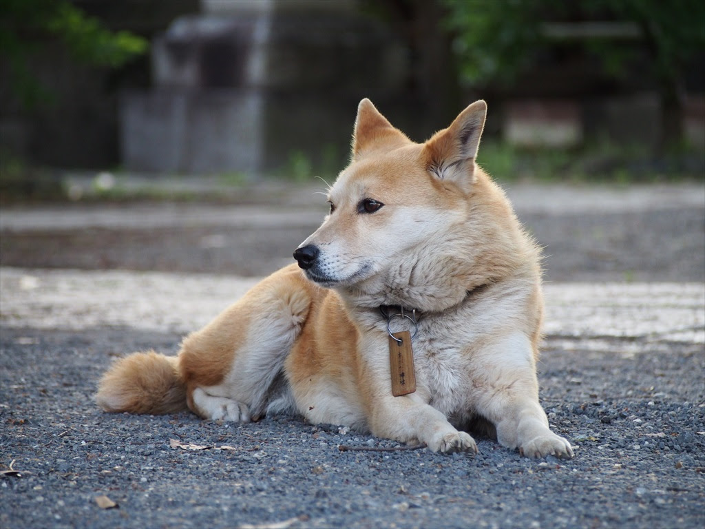 県神社の看板犬ぺぺ 京都旅屋