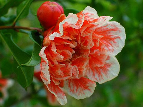 ザクロ 花言葉 プリザーブドフラワー 花の贈り物