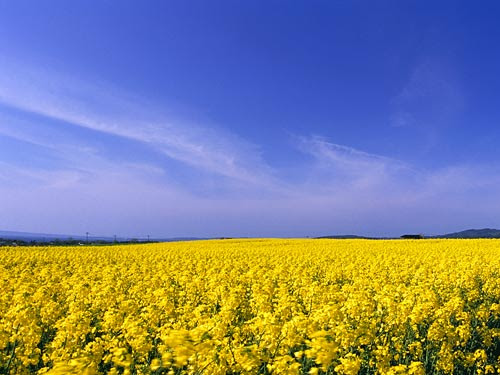 横浜町の菜の花畑 壁紙自然派 楽天ブログ