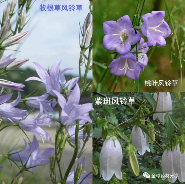 6月22日生日花 風鈴草 花語 遠方的祝福 每日頭條