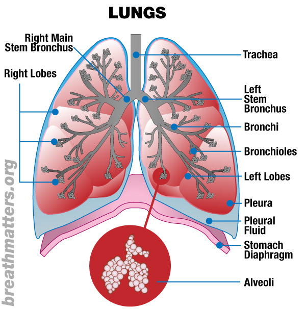 Human respiratory system | TheSchoolRun