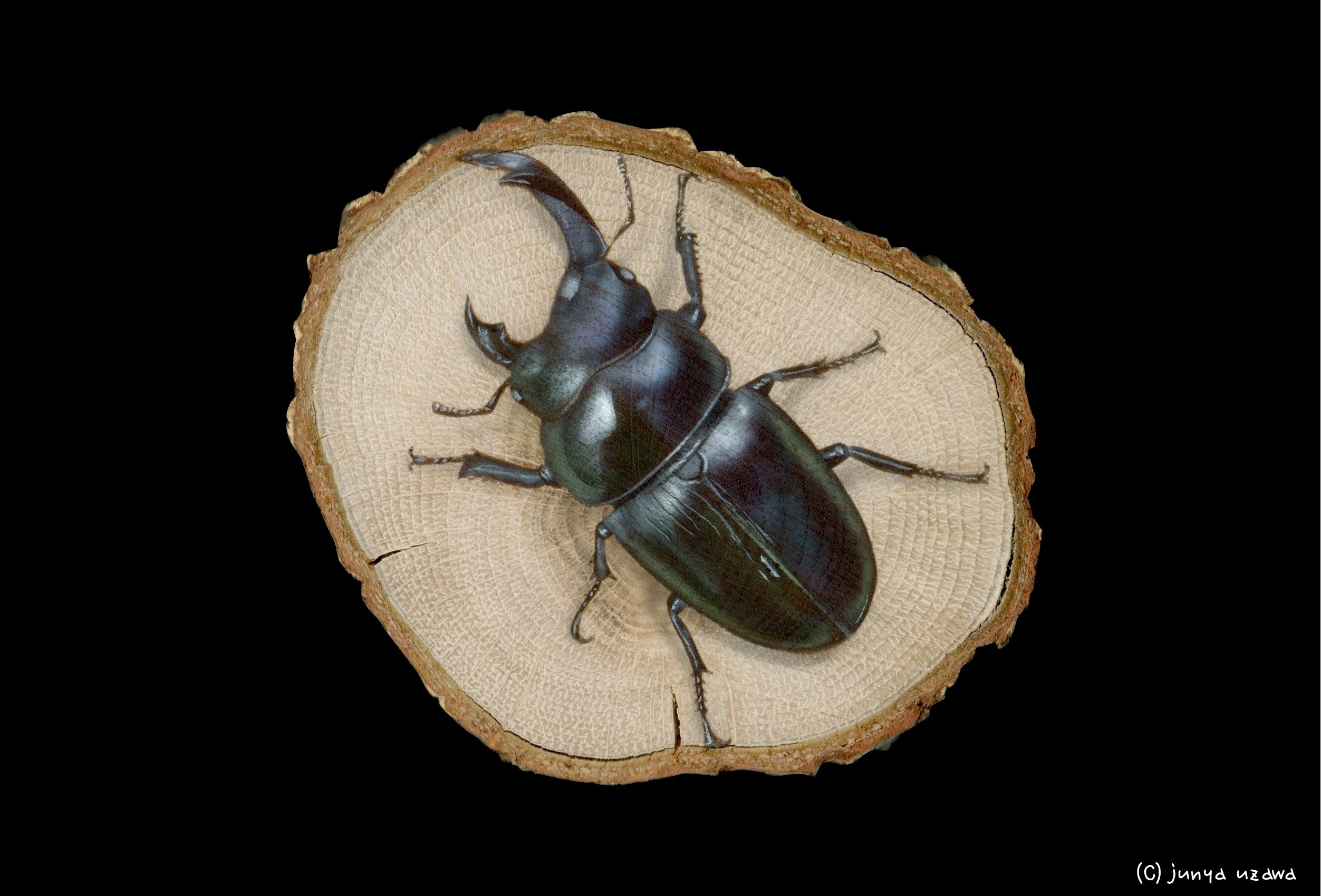 リアルイラスト 昆虫の絵 レアな雌雄同体のオオクワガタ Dorcus Hopei Binodulosus Junya Blog 猫 犬 リアリズム絵画
