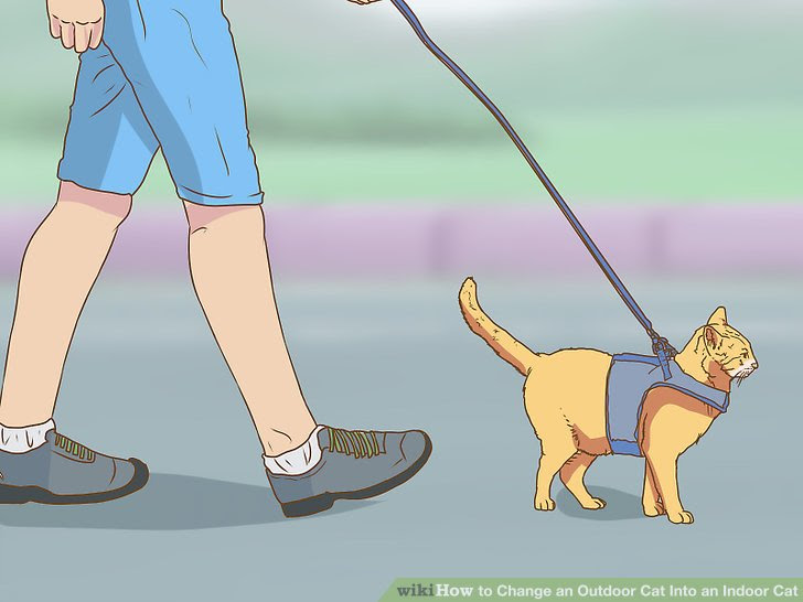 Change an Outdoor Cat Into an Indoor Cat Step 7.jpg