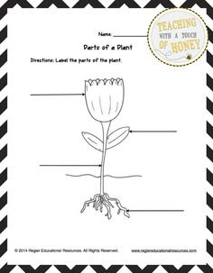parts of a plant worksheet ks1 clipart best