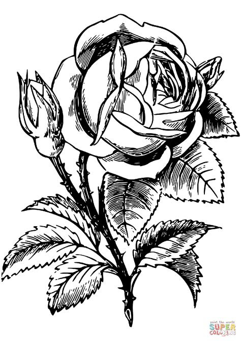 Select from 77648 printable coloring pages of cartoons, animals, nature, bible and many more. free printable coloring pages roses rose coloring pages download and