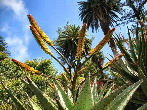 20100418-rq-jardimbotanico-07-Aloe marlothii