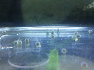 コリドラス孵化の瞬間 みどころ田所 二葉のぶろぐ
