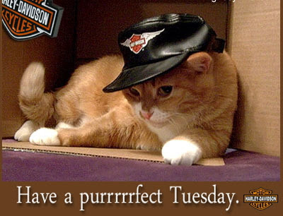 happy tuesday comments Graphics Myspace