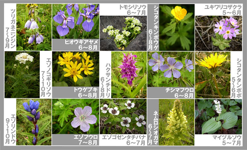 落石岬の花 落石シーサイドウェイ 北海道 根室市