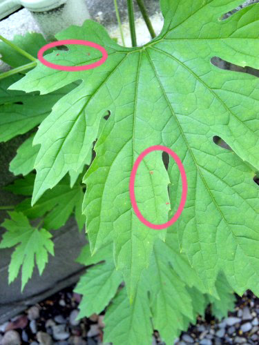 ゴーヤの葉が虫食い状態 かぶログ