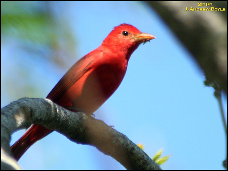 Summer Tanager