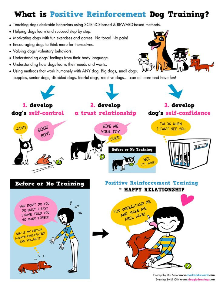 Positive Reinforcement Dog Training | Wesson | Pinterest