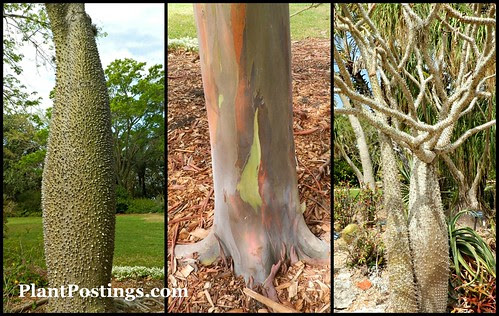 Bark Collage
