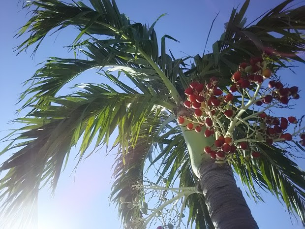 青空にヤシの木の赤い実 クリスマスカラーの沖縄は天気快方に サザンアイランダー