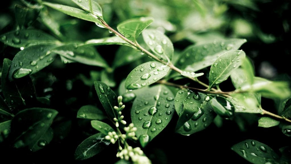 植物 雨后 绿叶 水滴壁纸 高清图片 壁纸 自然风景 桌面城市