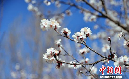 八达岭古长城杏花节4月开幕可露营观星 中国新闻网