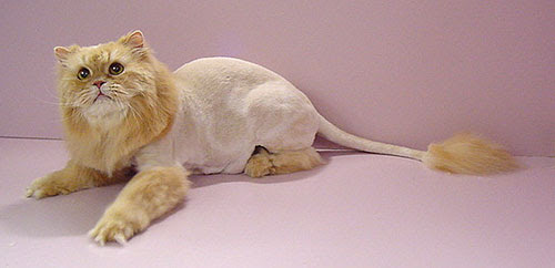 http://petegraham.files.wordpress.com/2006/11/lioncut.jpg