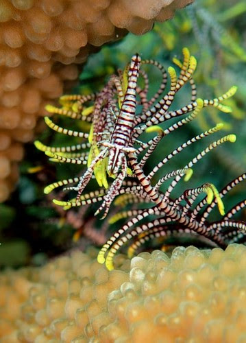 Yellow Crinoid Shrimp