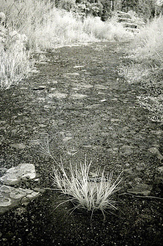 the path