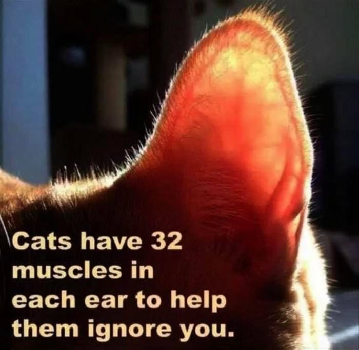 dailyhaha funny pictures