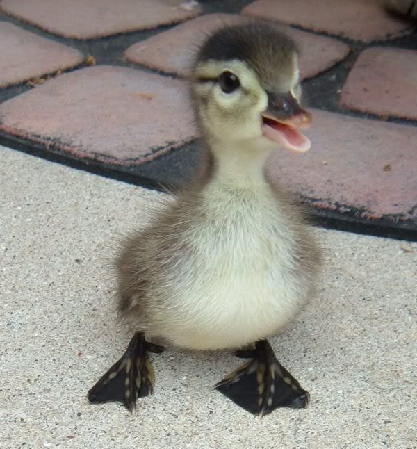 Ducks