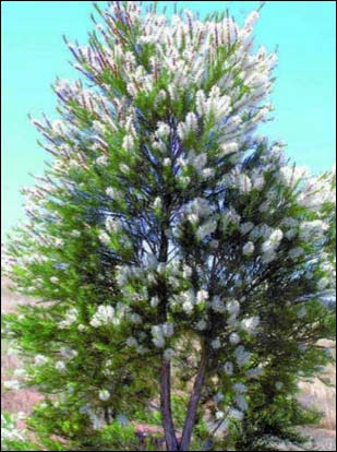 http://i01.i.aliimg.com/photo/v0/104186721/Tee_Tree_Oil_Oil_of_Melaleuca_alternifolia.jpg
