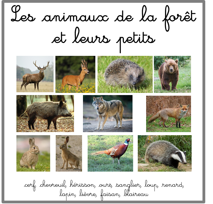 Les Animaux De La Forêt Nom Et Empreintes Tiloustics