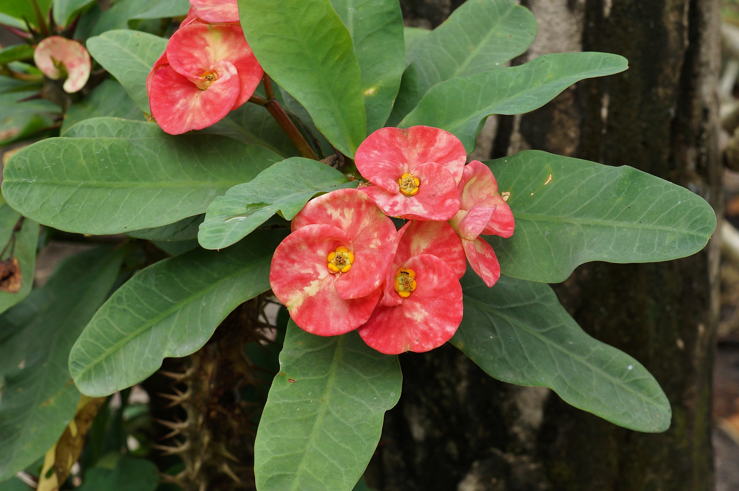Euphorbia_milii_01