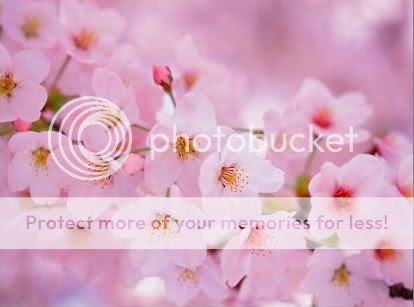 http://i89.photobucket.com/albums/k228/smile1010/Cherry%20Blossom/cherryblossoms-1.jpg