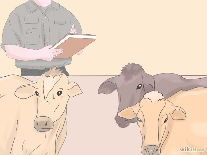 Breed Beef Cattle Step 5.jpg