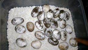 Poto Telur : BERITA POPULER: Cara Membuat Telur Dadar yang Tebal dan Mengembang Hingga Cara Tepat Mengatasi ...